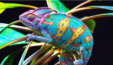 Imagem de camaleão colorido.