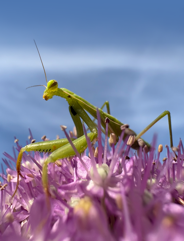 Imagem do sistema avançado de câmera dupla mostrando a câmera ultra-angular com zoom no iPhone 16.